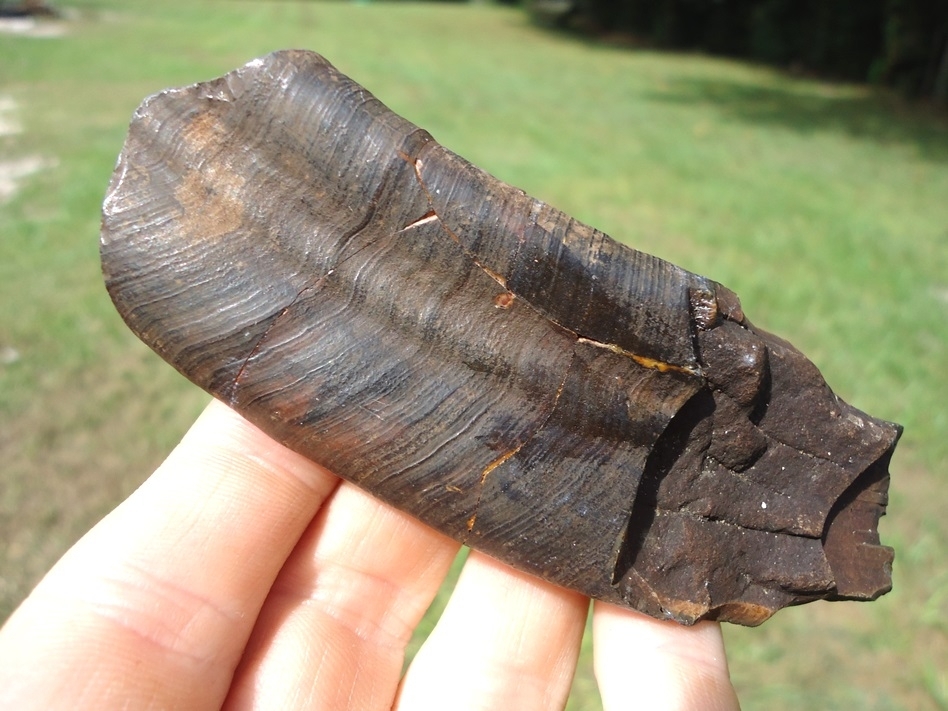 Large image 1 Awesome Curved Sloth Tooth