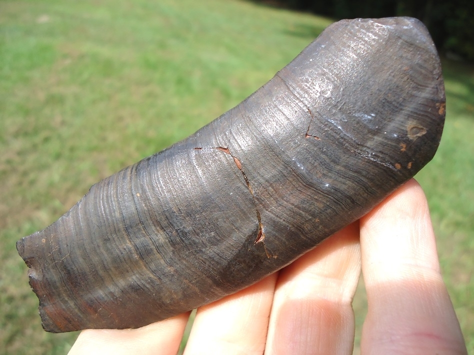 Large image 3 Awesome Curved Sloth Tooth