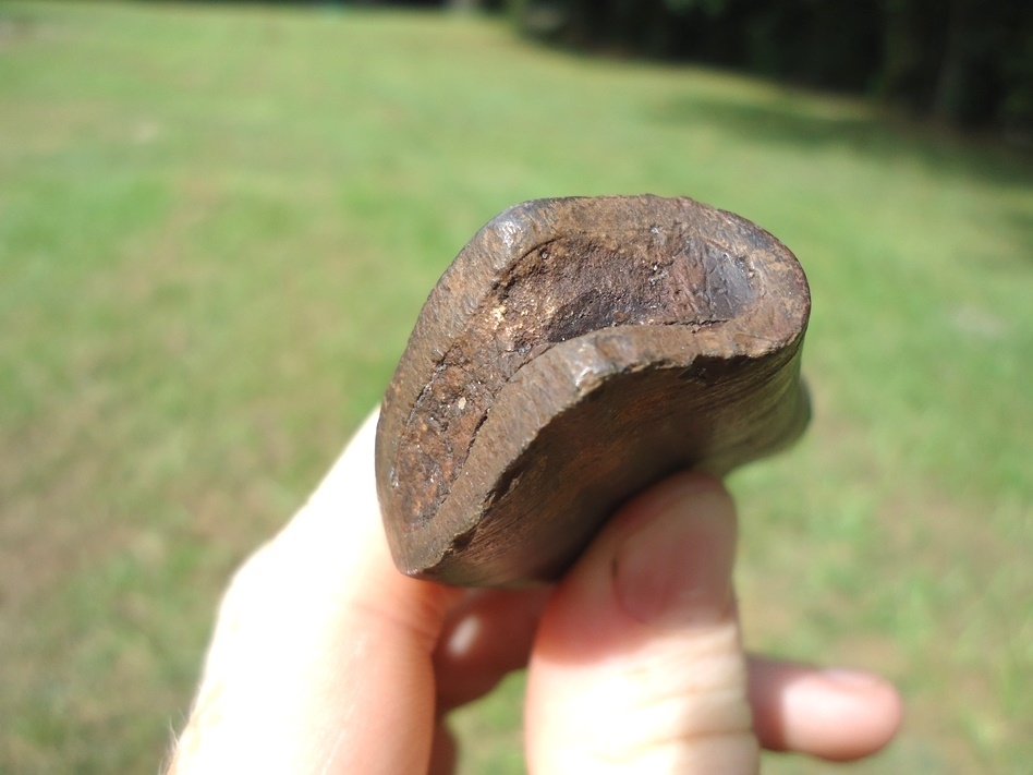 Large image 4 Awesome Curved Sloth Tooth