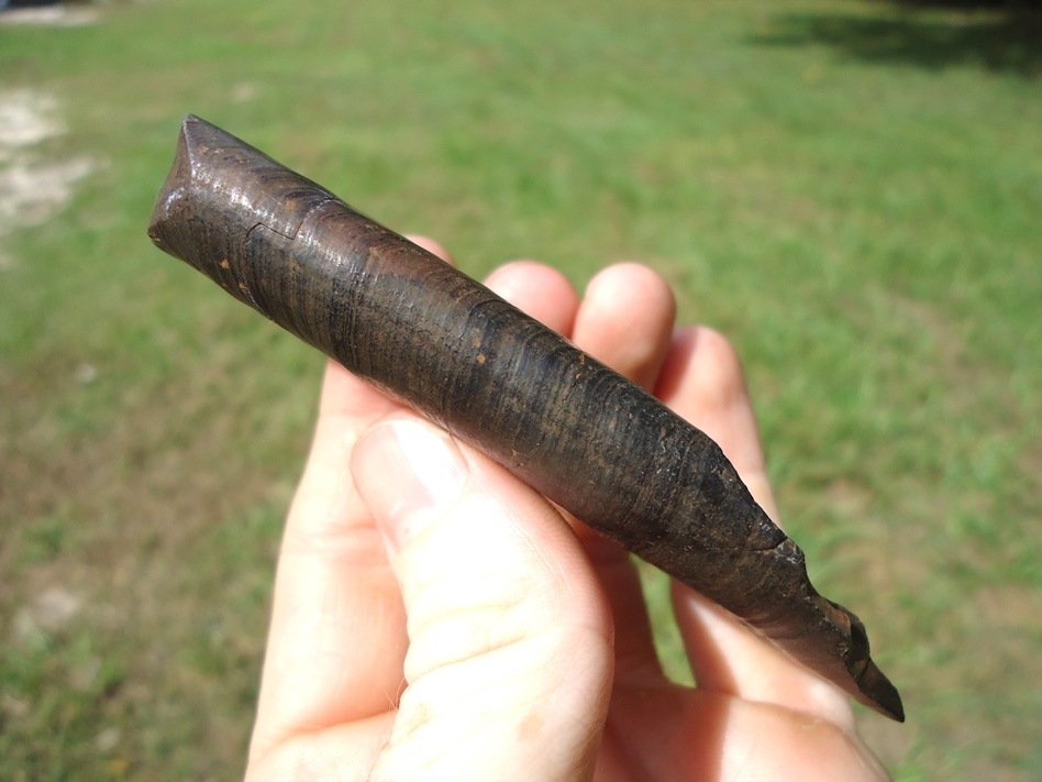 Large image 5 Awesome Curved Sloth Tooth