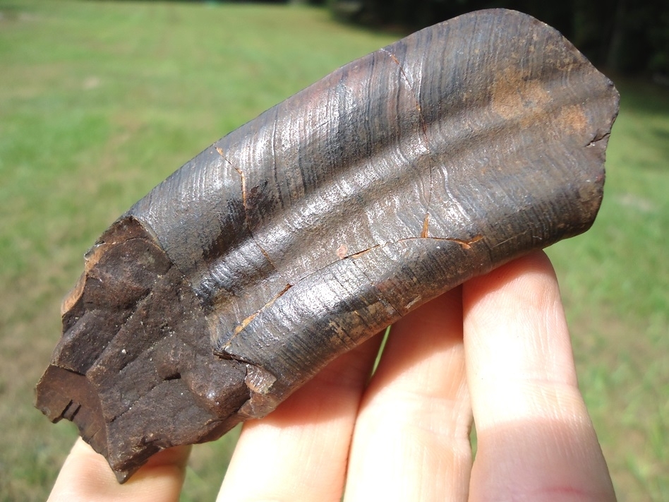 Large image 2 Awesome Curved Sloth Tooth