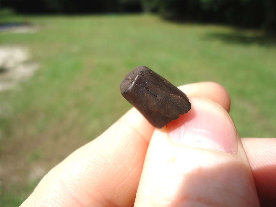 Large image 3 Rare Baby Sloth Tooth