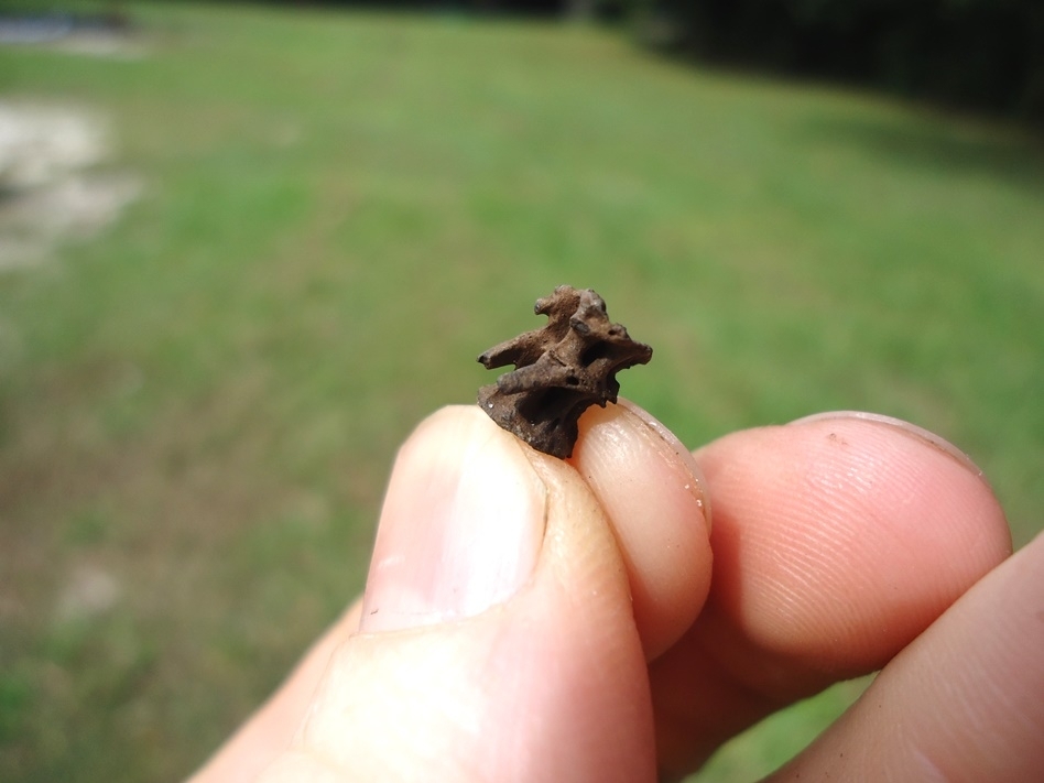 Large image 1 Unusual Fused Fish Vertebrae