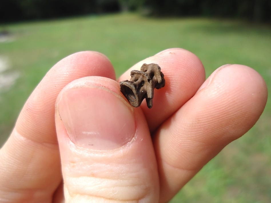 Large image 2 Unusual Fused Fish Vertebrae