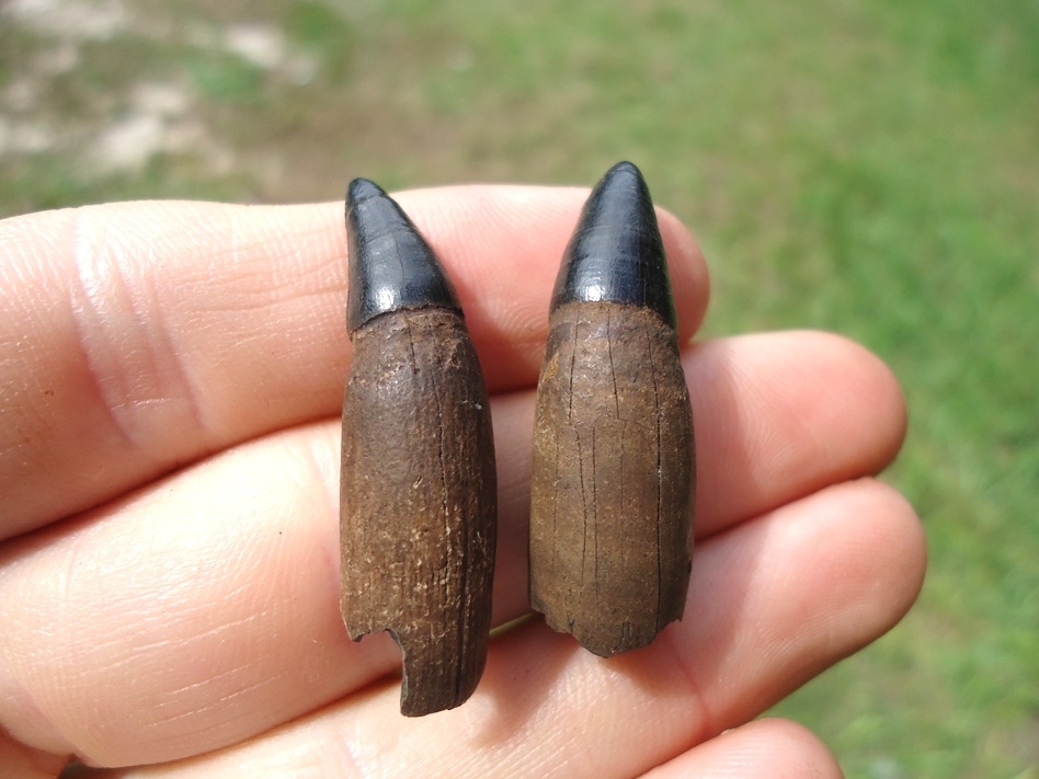 Large image 2 Two Choice Rooted Alligator Teeth