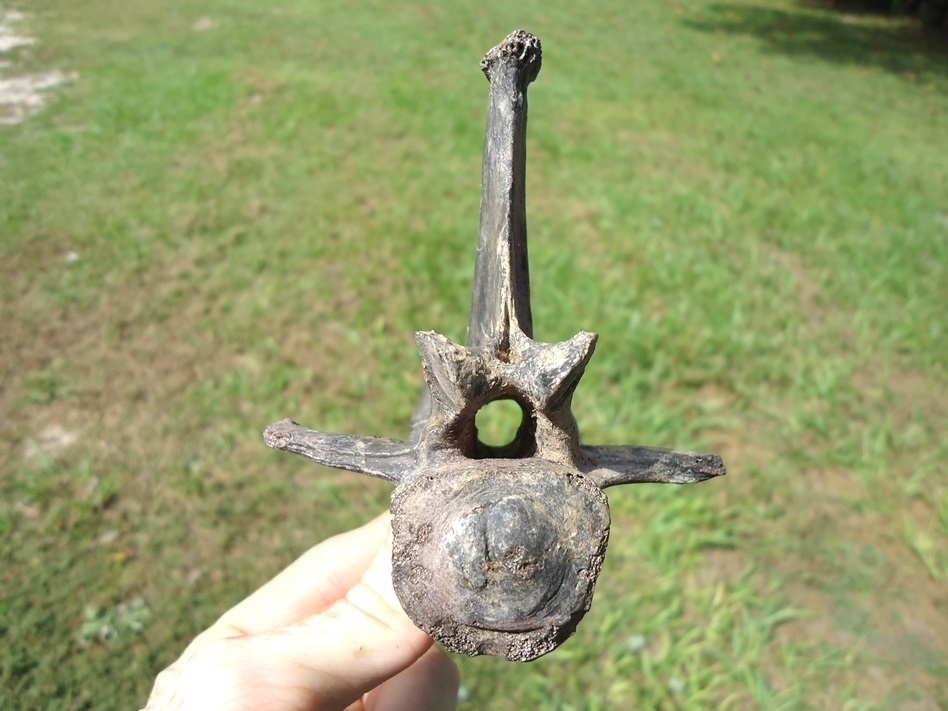 Large image 2 Top Quality Alligator Vertebra