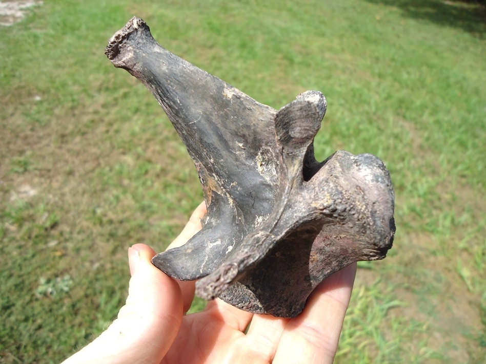 Large image 3 Top Quality Alligator Vertebra