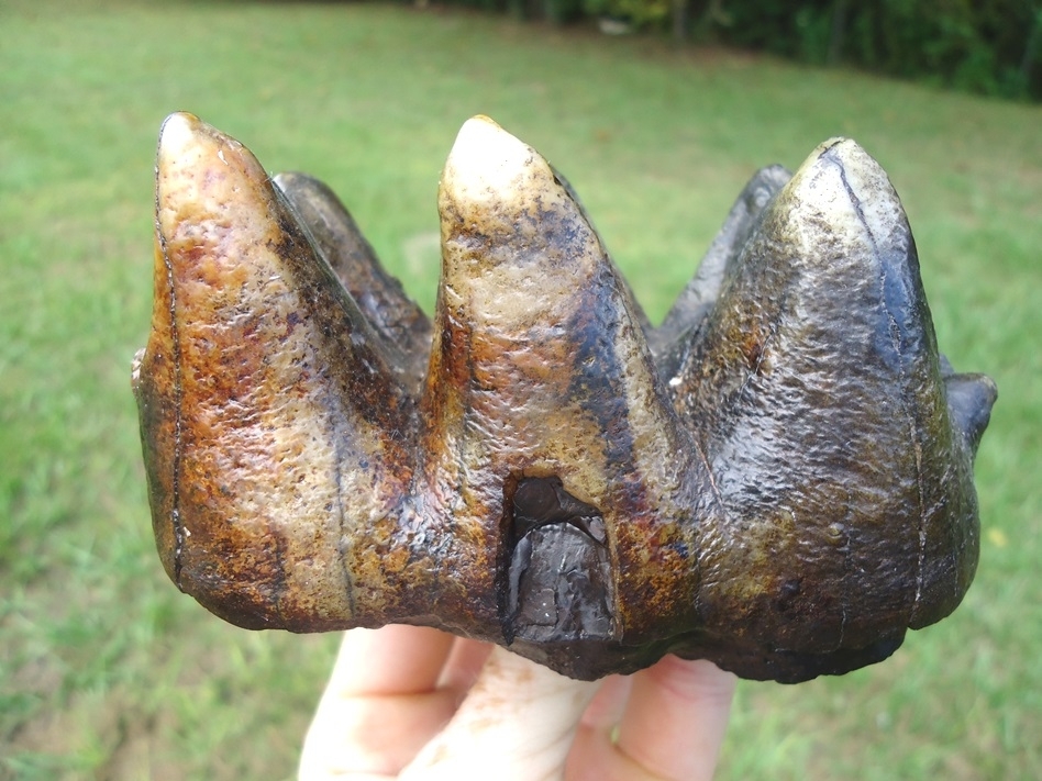 Large image 1 Gorgeous Colorful Mastodon Tooth