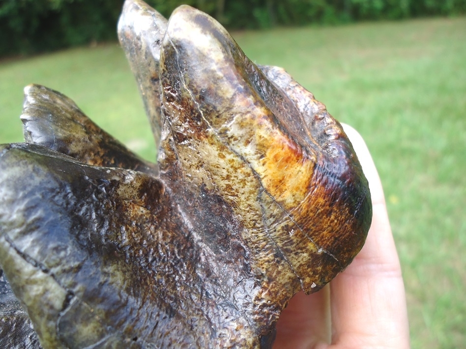 Large image 4 Gorgeous Colorful Mastodon Tooth