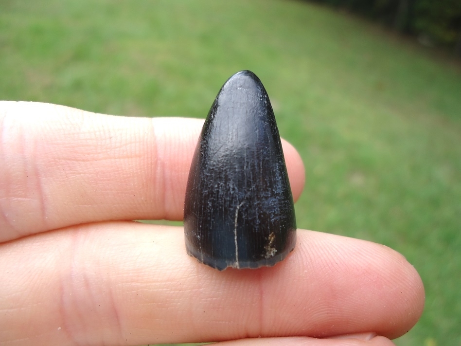 Large image 1 Large Black Alligator Tooth