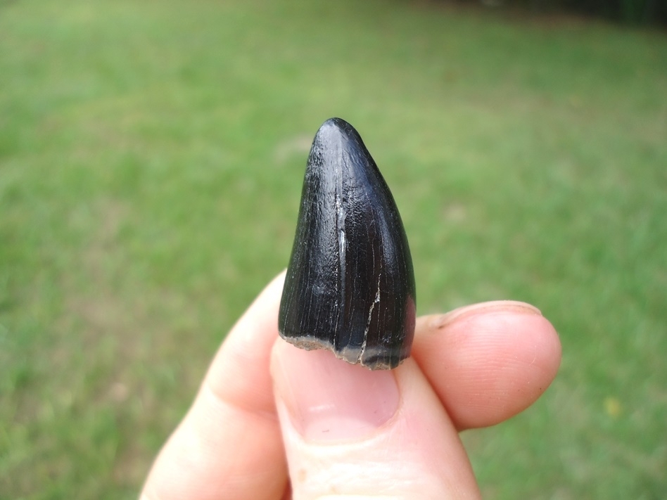 Large image 2 Large Black Alligator Tooth