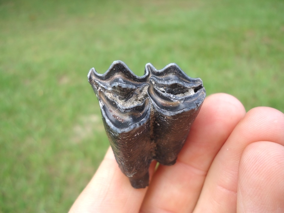 Large image 3 Choice Llama Molar from Leisey Shell Pit