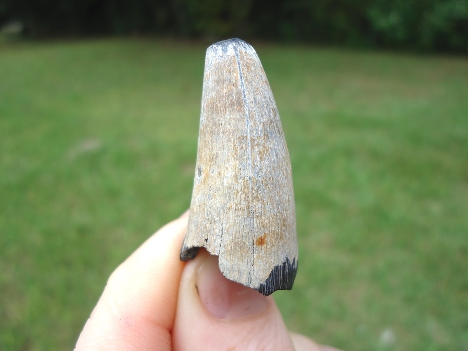 Large image 1 Extra Large 1 7/16' Bone Valley Crocodile Tooth