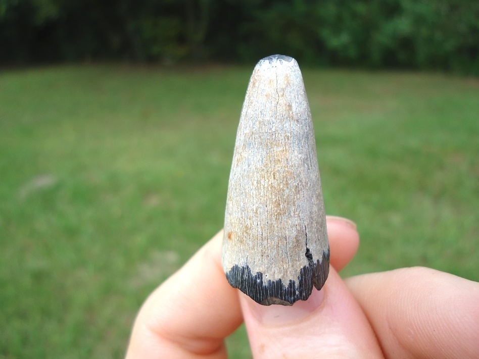 Large image 3 Extra Large 1 7/16' Bone Valley Crocodile Tooth