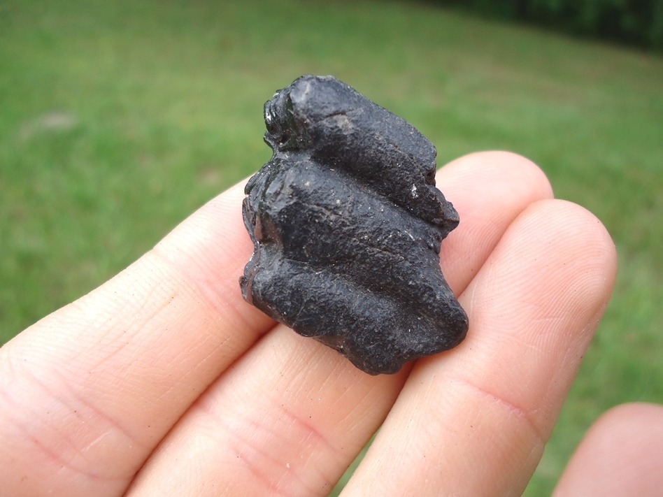 Large image 3 Uncommon Three-Toed Horse Tooth