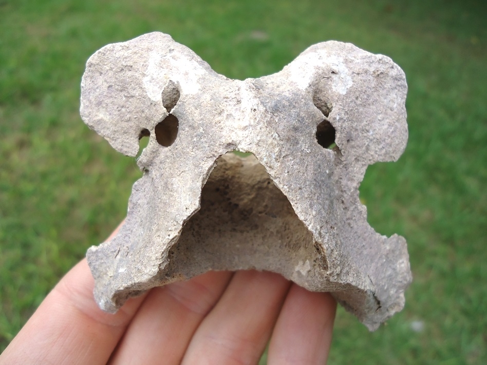 Large image 1 Nice Deer Atlas Vertebra