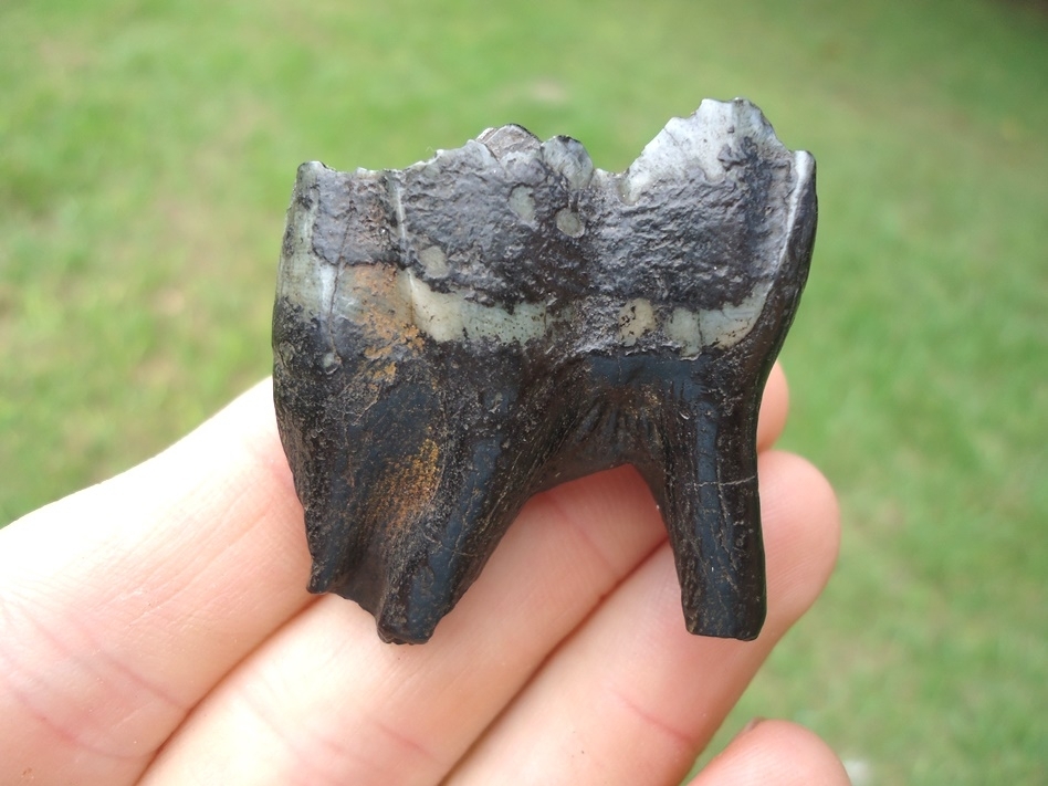 Large image 1 Stunning Ultra Glossy Llama Molar