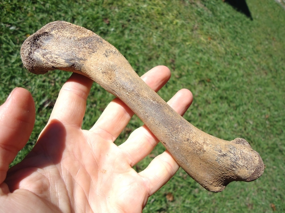 Large image 1 Choice Alligator Femur