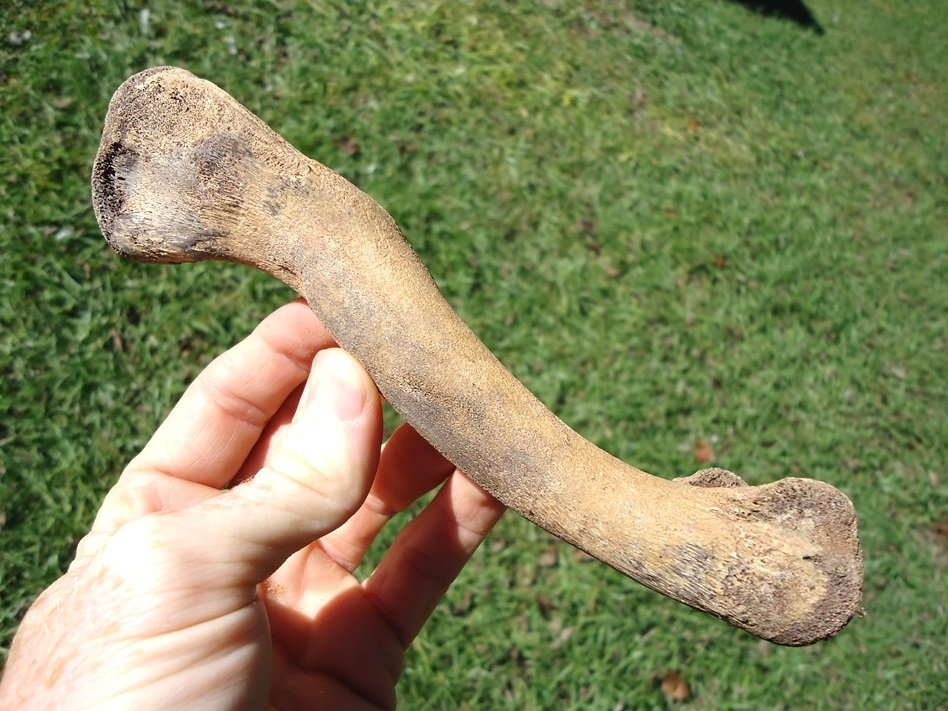 Large image 2 Choice Alligator Femur