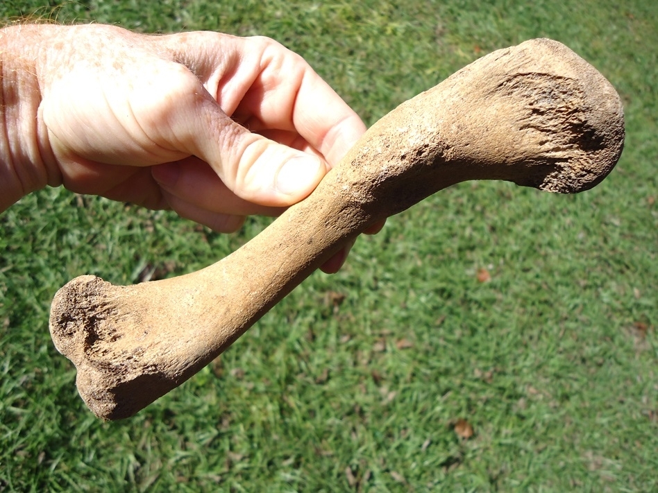 Large image 3 Choice Alligator Femur