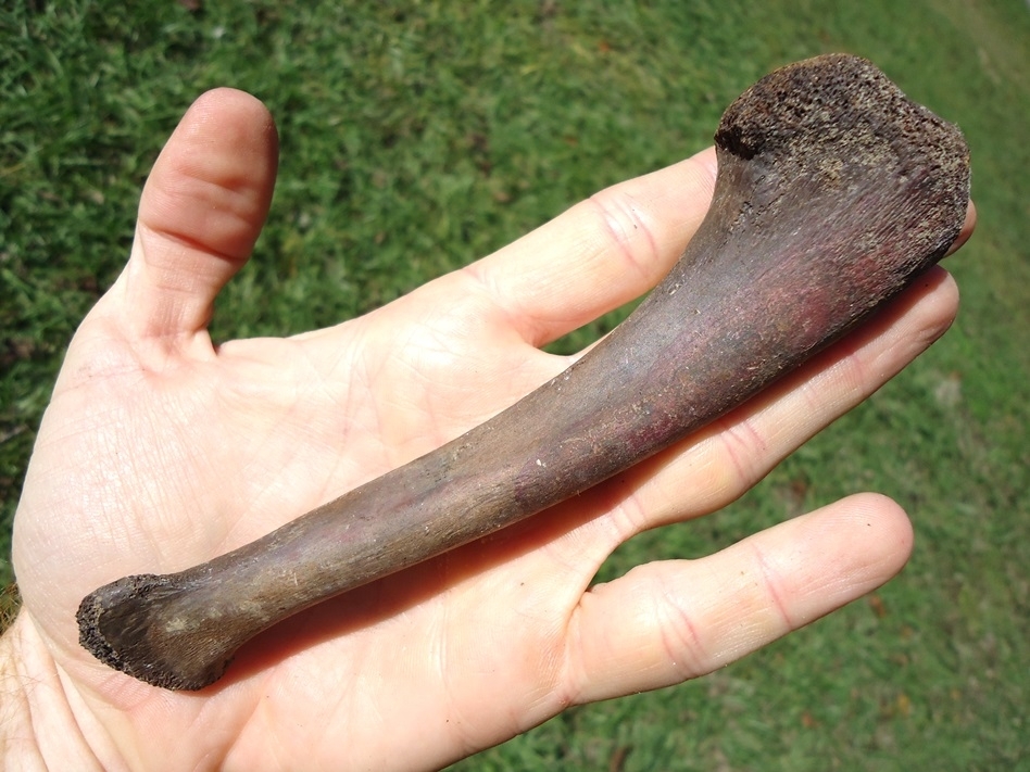 Large image 3 Uncommon Alligator Ulna