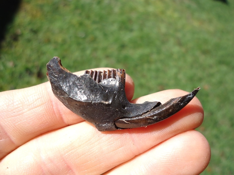Large image 1 Excellent Muskrat Mandible with Incisor Intact