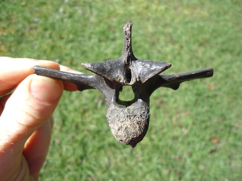 Large image 1 Top Quality Alligator Vertebra