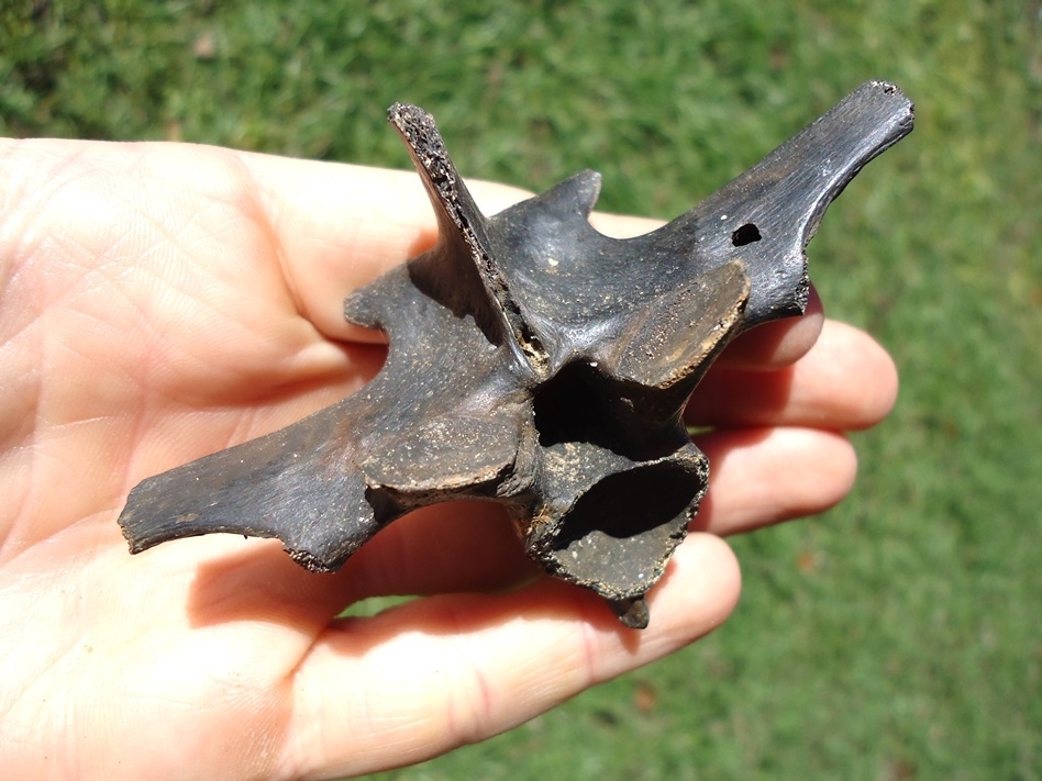 Large image 2 Top Quality Alligator Vertebra