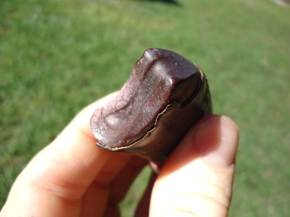 Large image 2 Exceptional and Unique Sloth Tooth