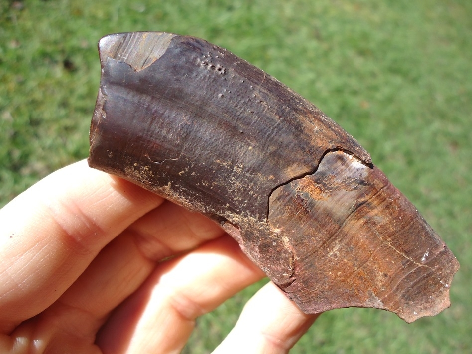 Large image 5 Exceptional and Unique Sloth Tooth