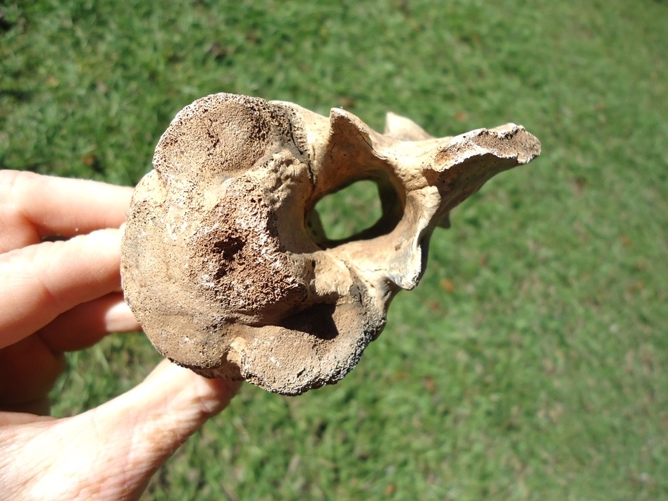 Large image 2 Massive Alligator Axis Vertebra