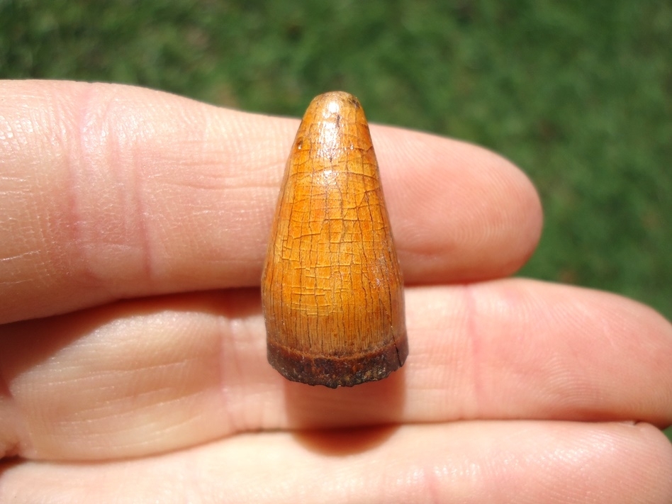 Large image 2 Gorgeous Orange Alligator Tooth