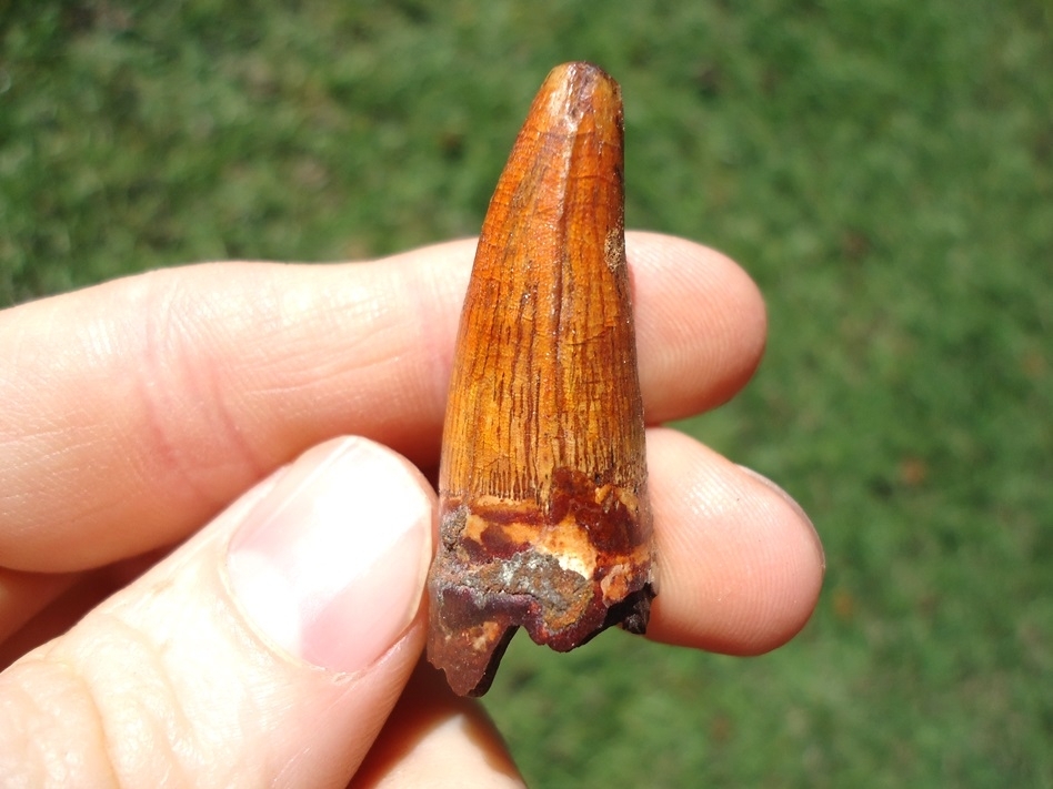 Large image 1 XL 1 1/2' Fiery Orange Alligator Tooth