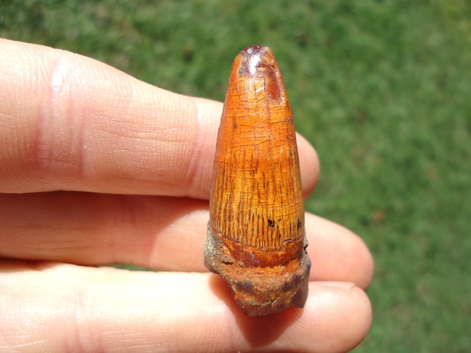 Large image 2 XL 1 1/2' Fiery Orange Alligator Tooth