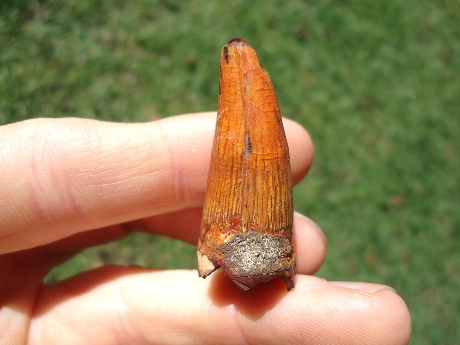 Large image 3 XL 1 1/2' Fiery Orange Alligator Tooth