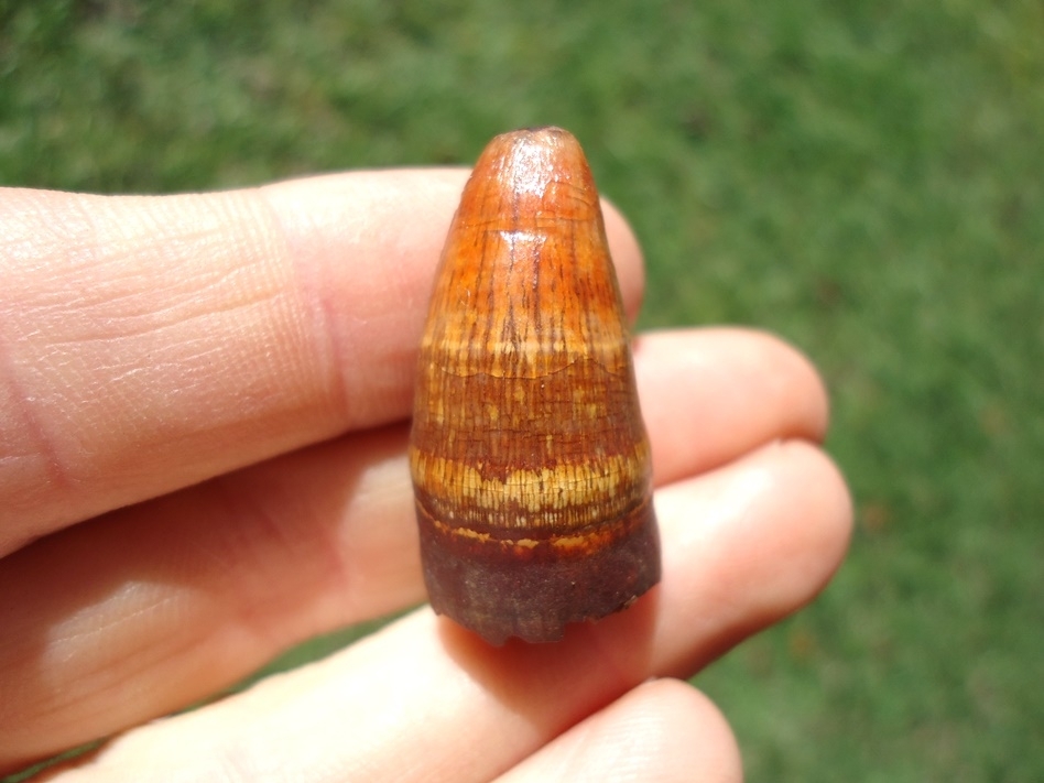 Large image 2 Excellent Orange Alligator Tooth