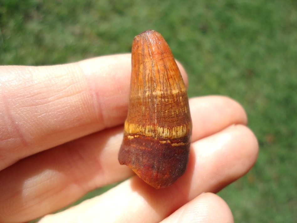 Large image 3 Excellent Orange Alligator Tooth