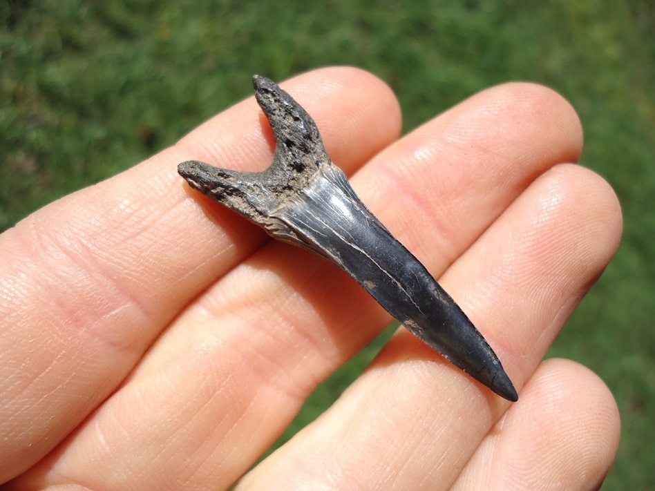 Large image 2 Rare Cretaceous Goblin Shark Tooth