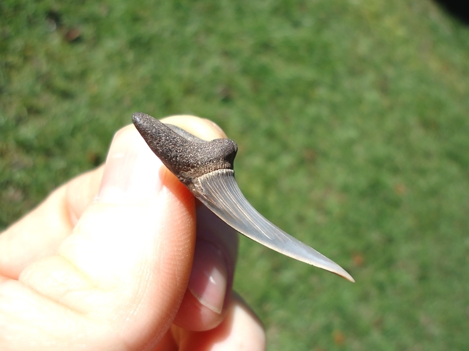 Large image 1 Rare Cretaceous Goblin Shark Tooth