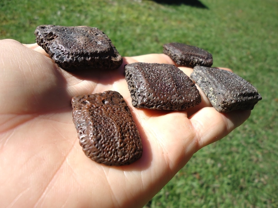 Large image 1 Five Choice Giant Armadillo Scutes