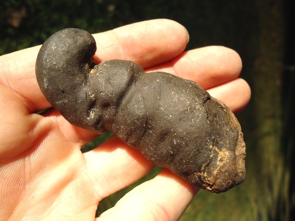 Large image 1 Super Detailed Coprolite (Fossil Poop)