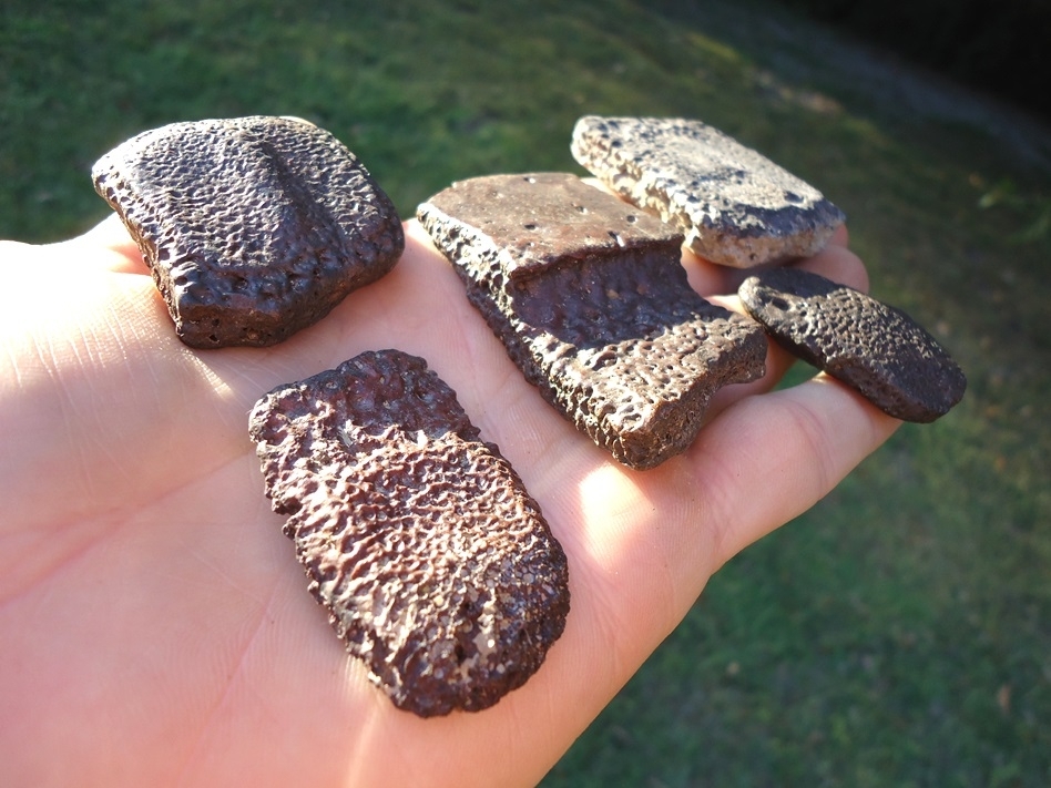 Large image 1 Five Choice Giant Armadillo Scutes