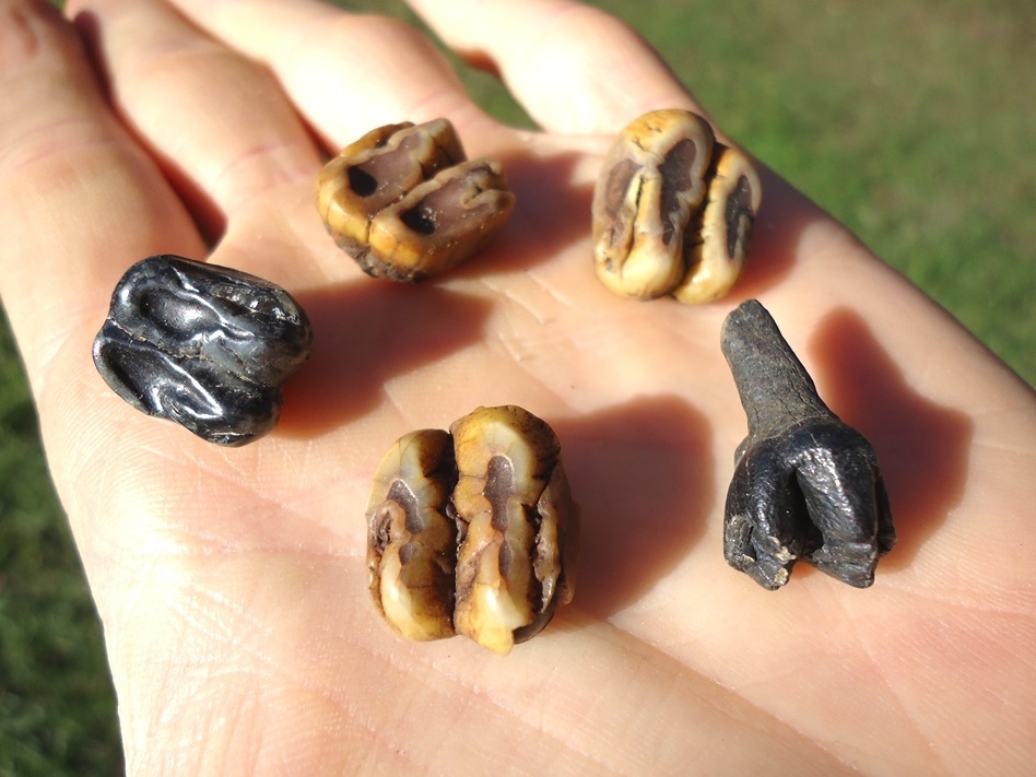 Large image 1 Five Colorful Manatee Teeth