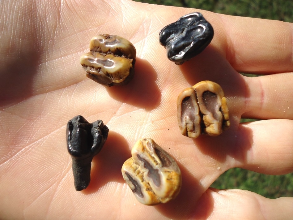 Large image 2 Five Colorful Manatee Teeth