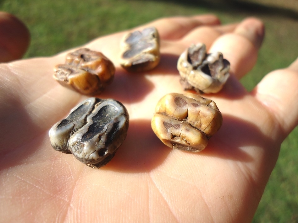 Large image 1 Five Colorful Manatee Teeth