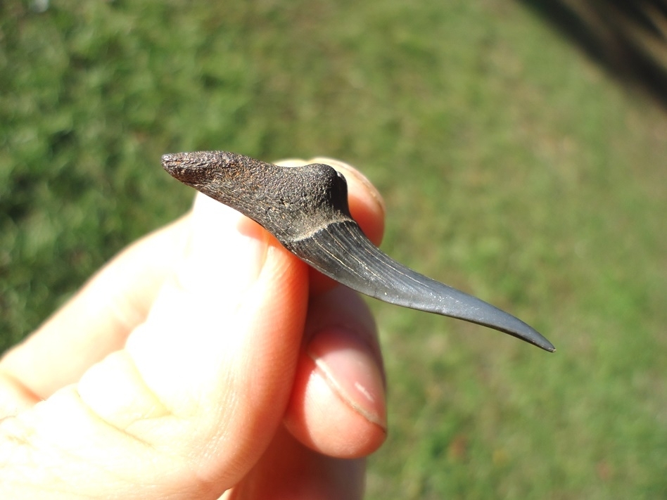 Large image 1 Rare Cretaceous Goblin Shark Tooth