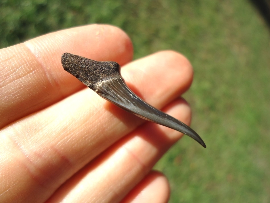 Large image 1 Rare Cretaceous Goblin Shark Tooth