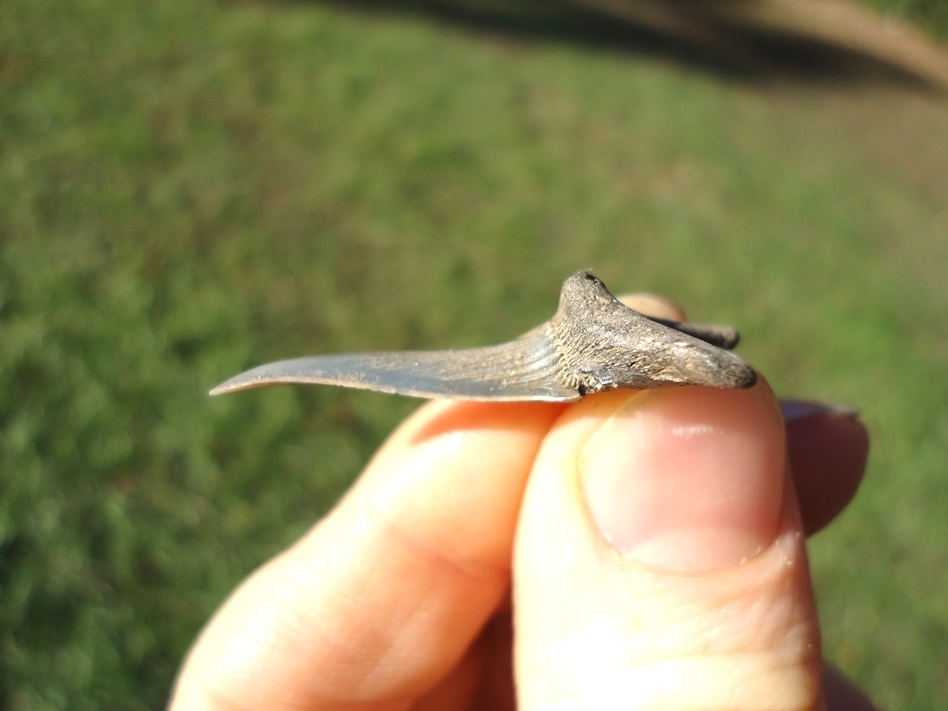 Large image 1 Rare Cretaceous Goblin Shark Tooth