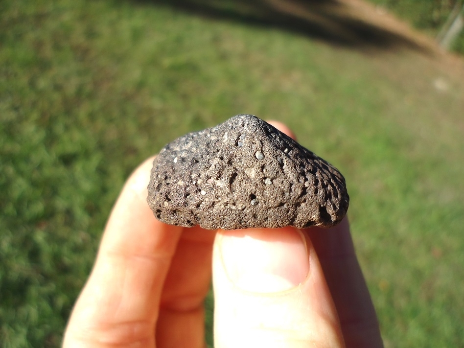 Large image 3 Uncommon Glyptodon Spike Scute