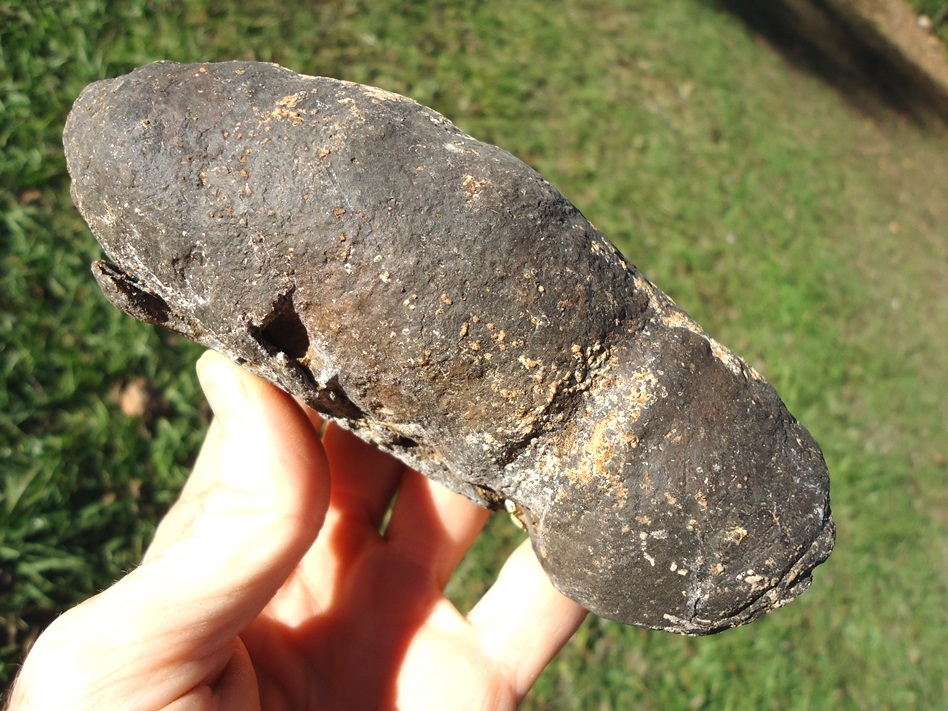 Absolutely Massive Coprolite | Recently Sold | FOSSILS | Prehistoric ...